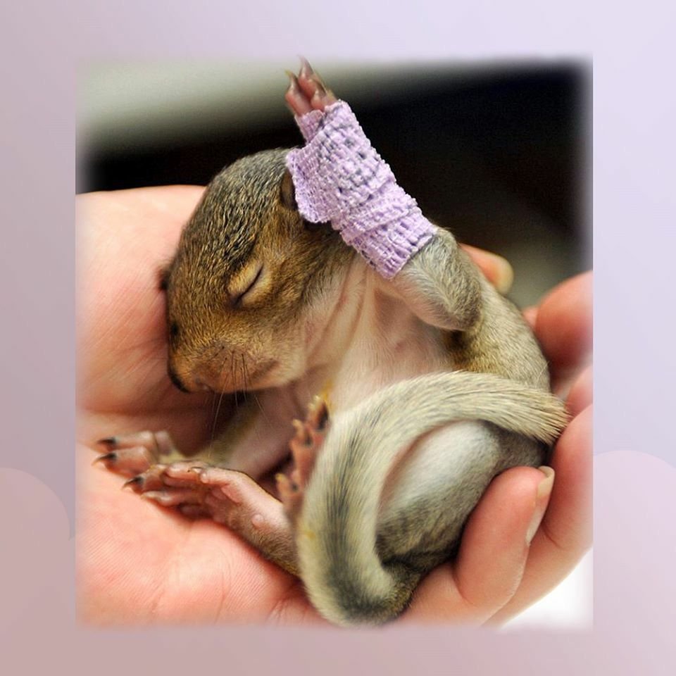 Слепые маленькие Новорожденные бельчата