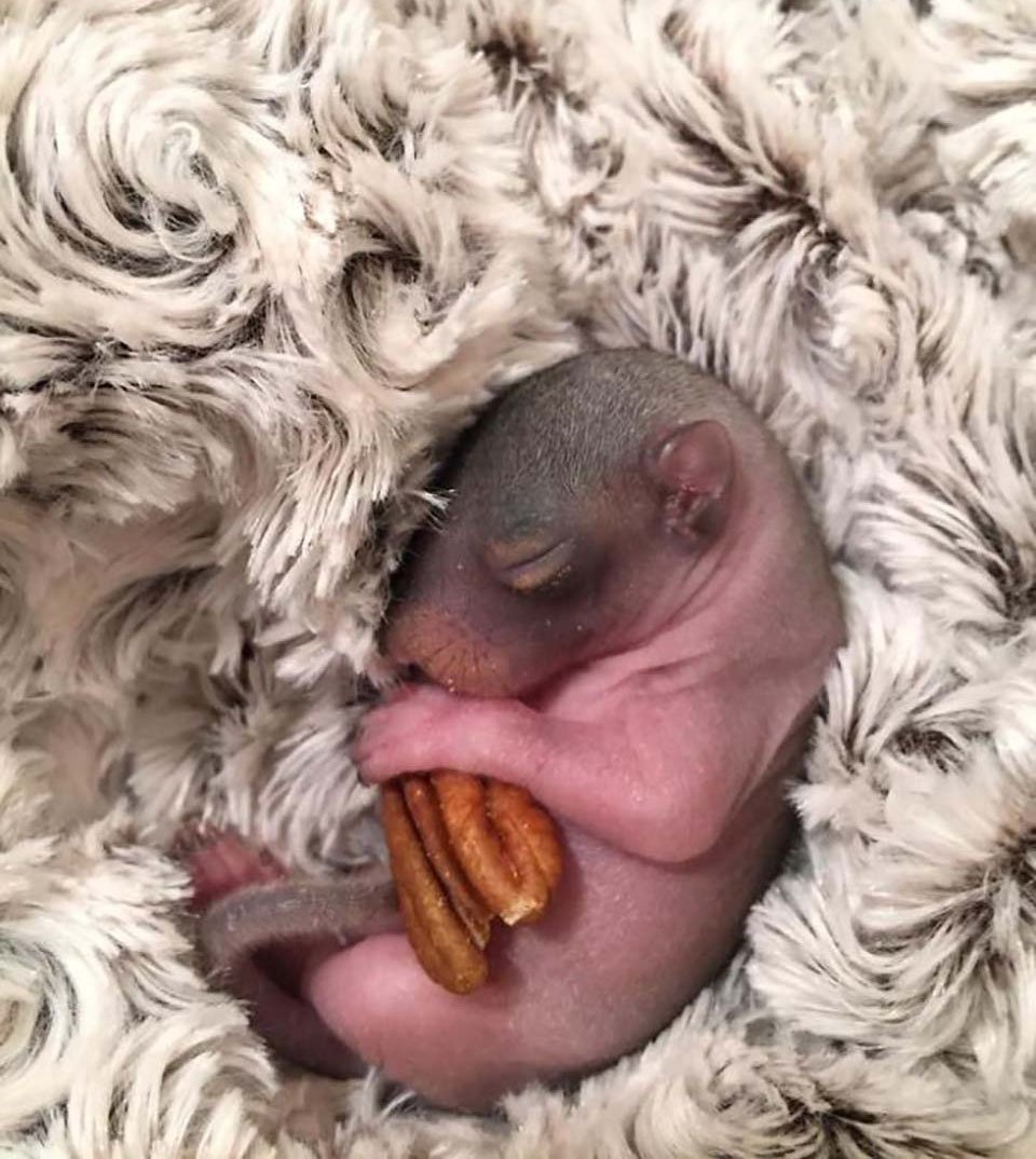 Новорожденные Детеныши белки