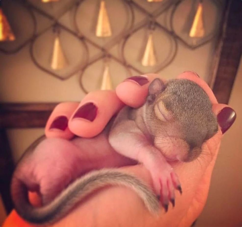 Новорожденные бельчата