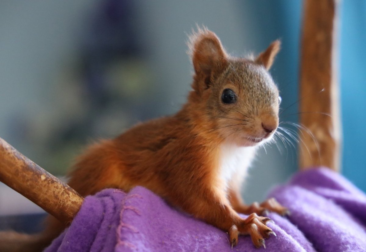 Новорожденный Бельчонок