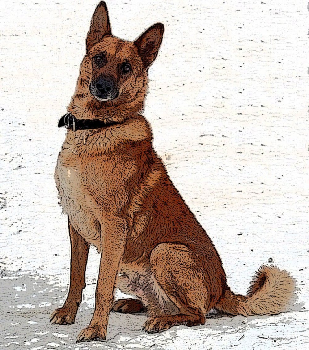 Рыжая Восточно-европейская овчарка