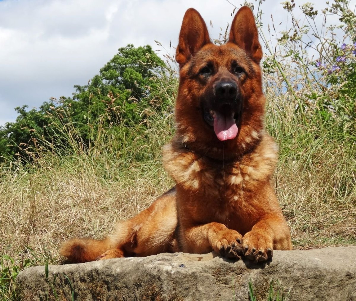 Канадская овчарка рыжая