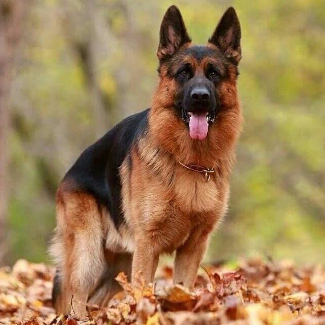 Вилли Кускусланд немецкая овчарка