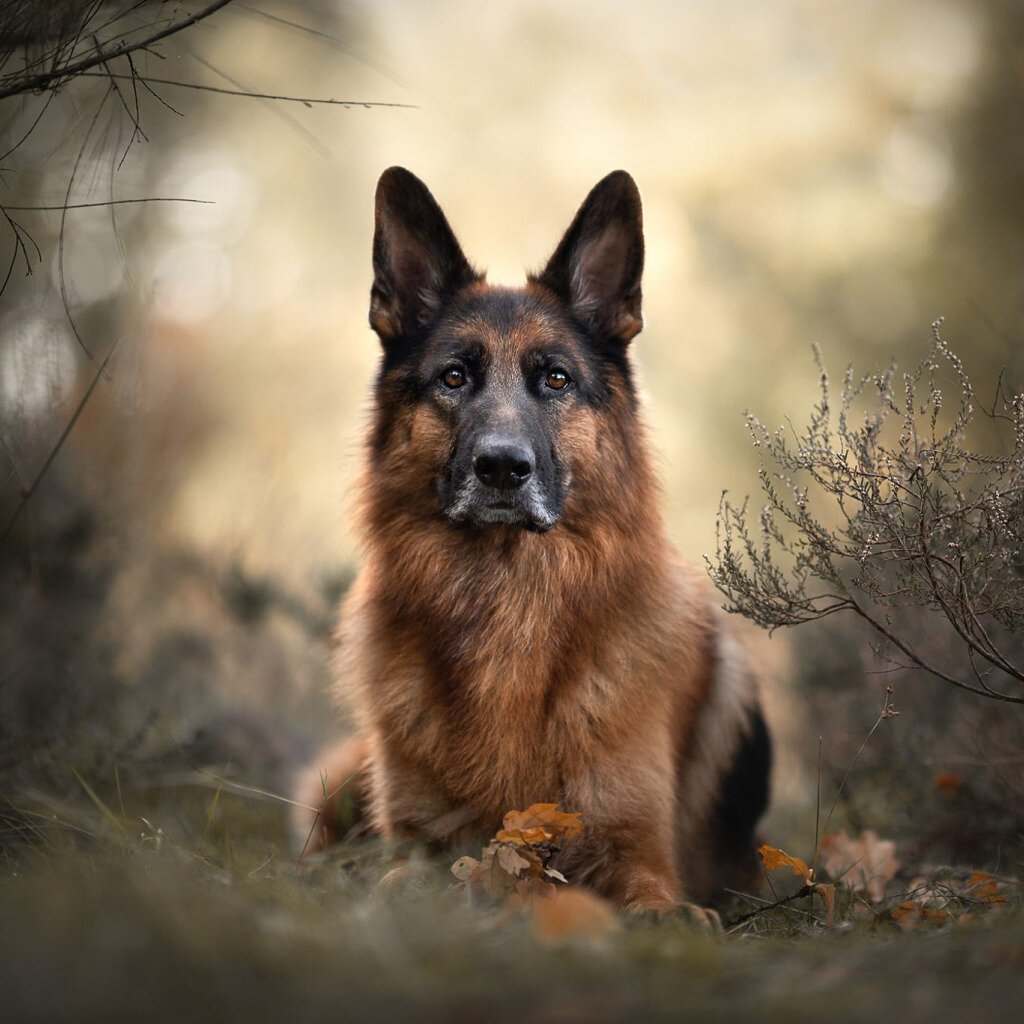 Немецкая овчарка серьезная