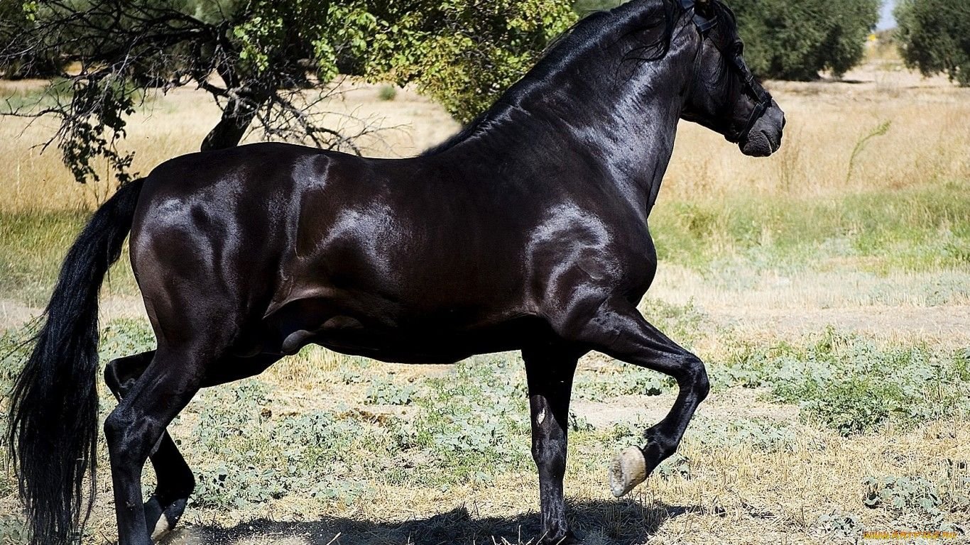 Порода самой дорогой лошади. Фризская Аппалуза. Самые красивые лошади. Дорогие лошади. Самая дорогая лошадь в мире.