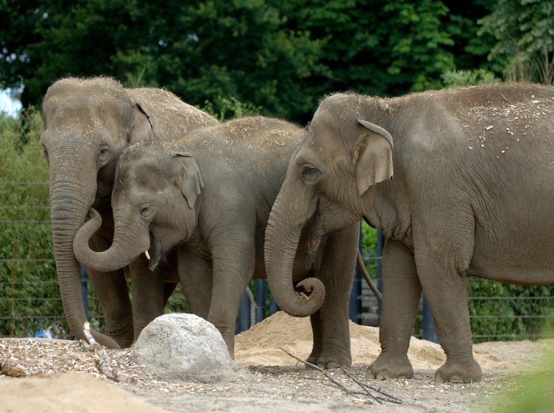 Слоненок улыбается