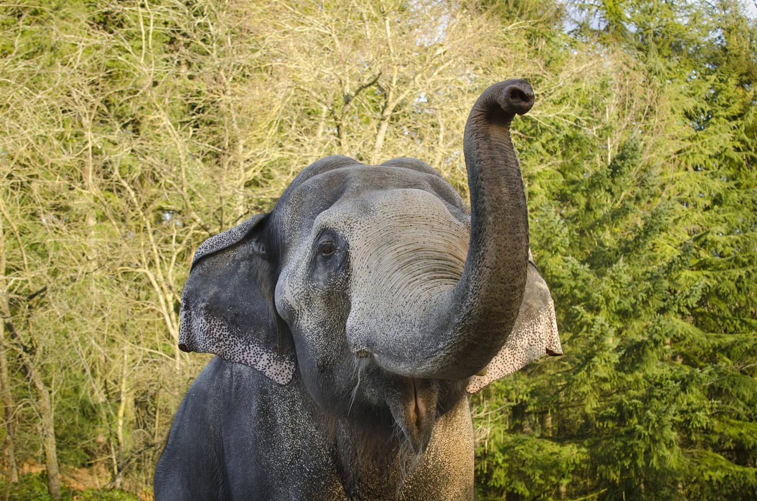 Слоновый год. Слон Борнео. Довольный слон. Довольный Слоненок. Слон улыбается.