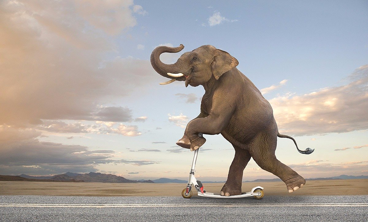 Морда слона