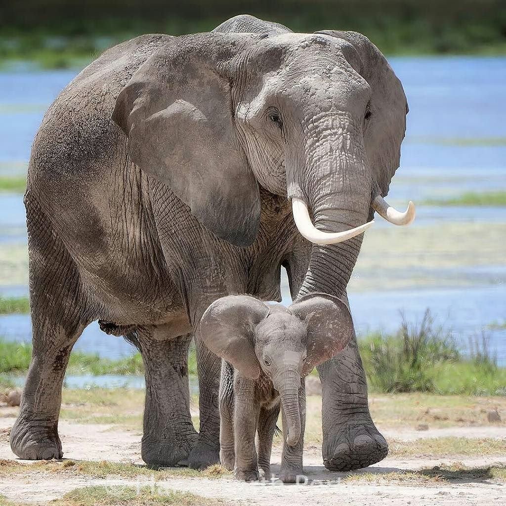 Зоопарк джунгли