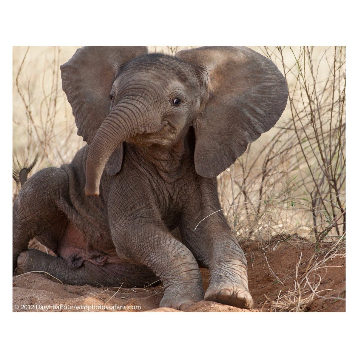 Карликовый слон