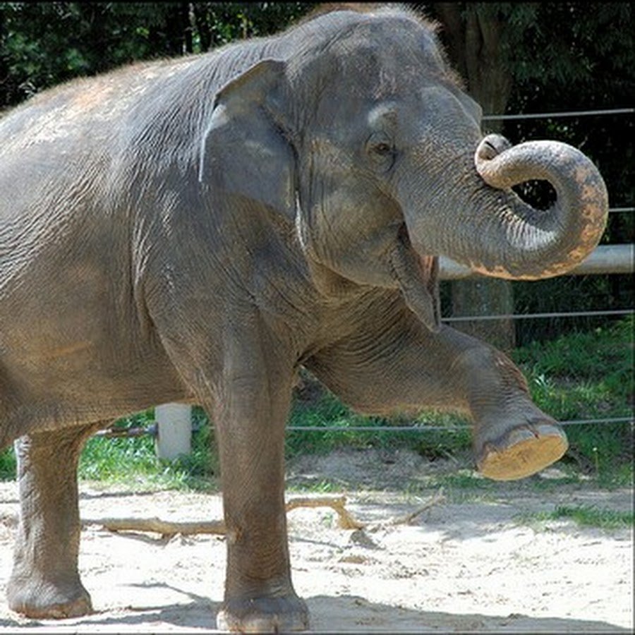 Позитивный Слоник