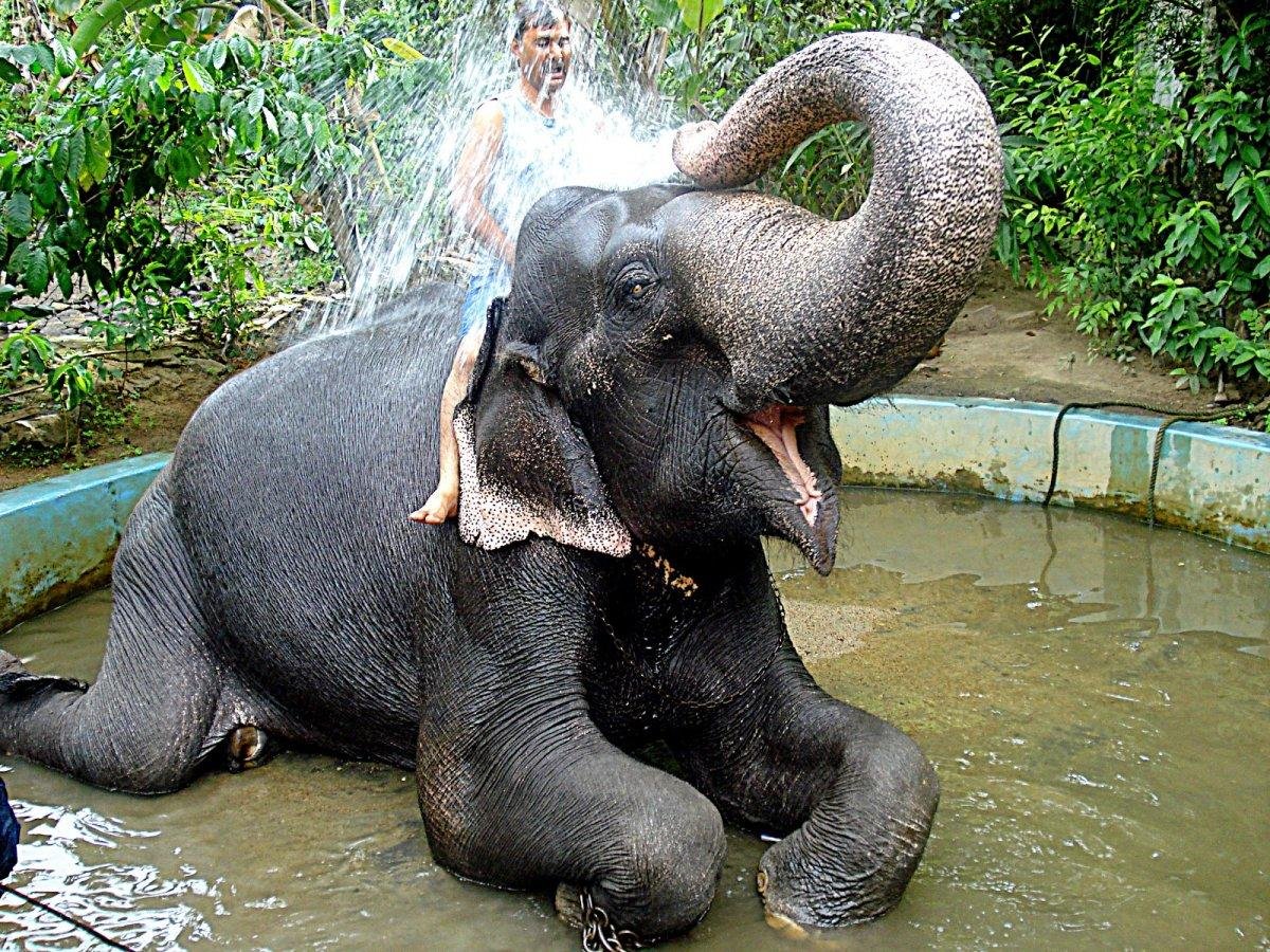 Слоны приколы