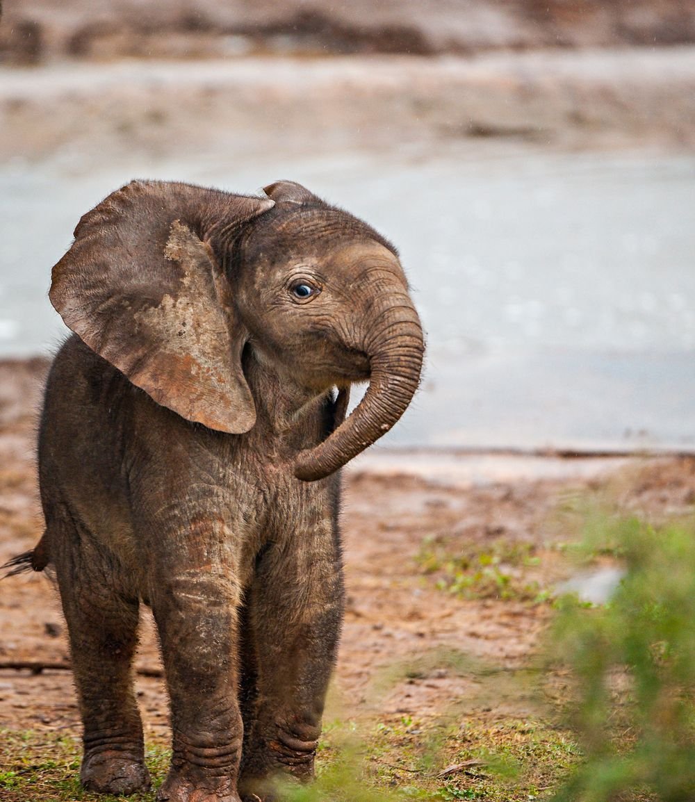 Слоны в джунглях