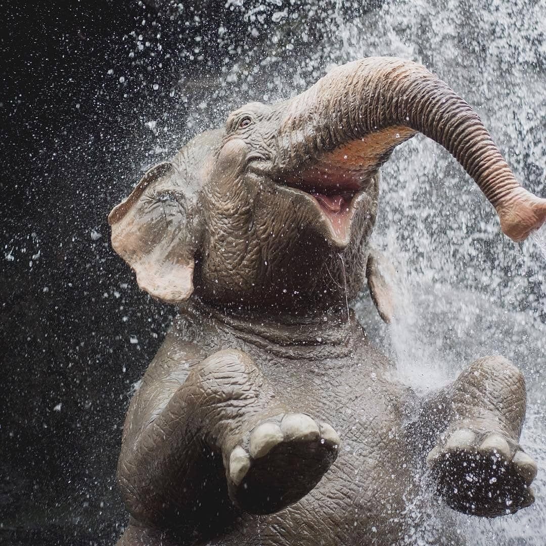 Радостный слон