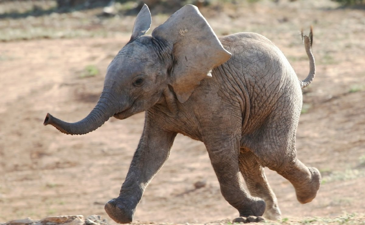 Веселый Слоник