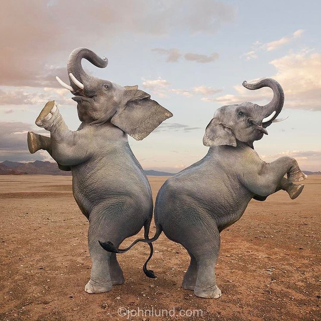 Смешной слон