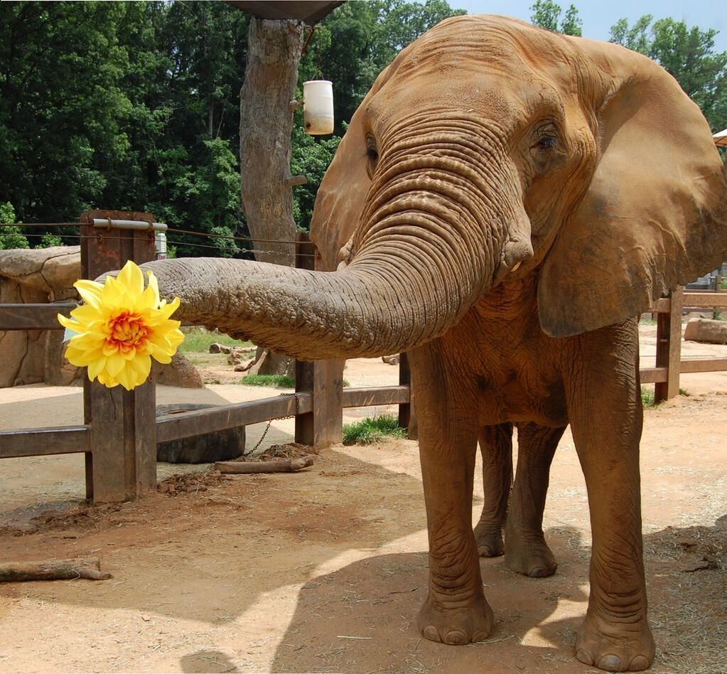 Милый Слоненок