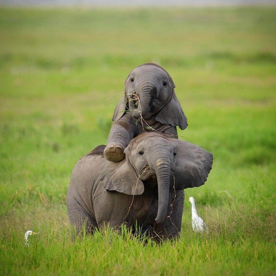 Летающий Слоненок