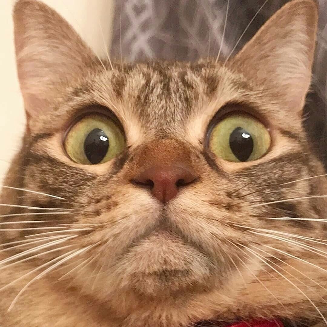 Кот испугался мультяшный