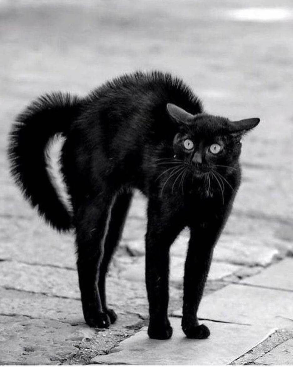 Смешная морда кота