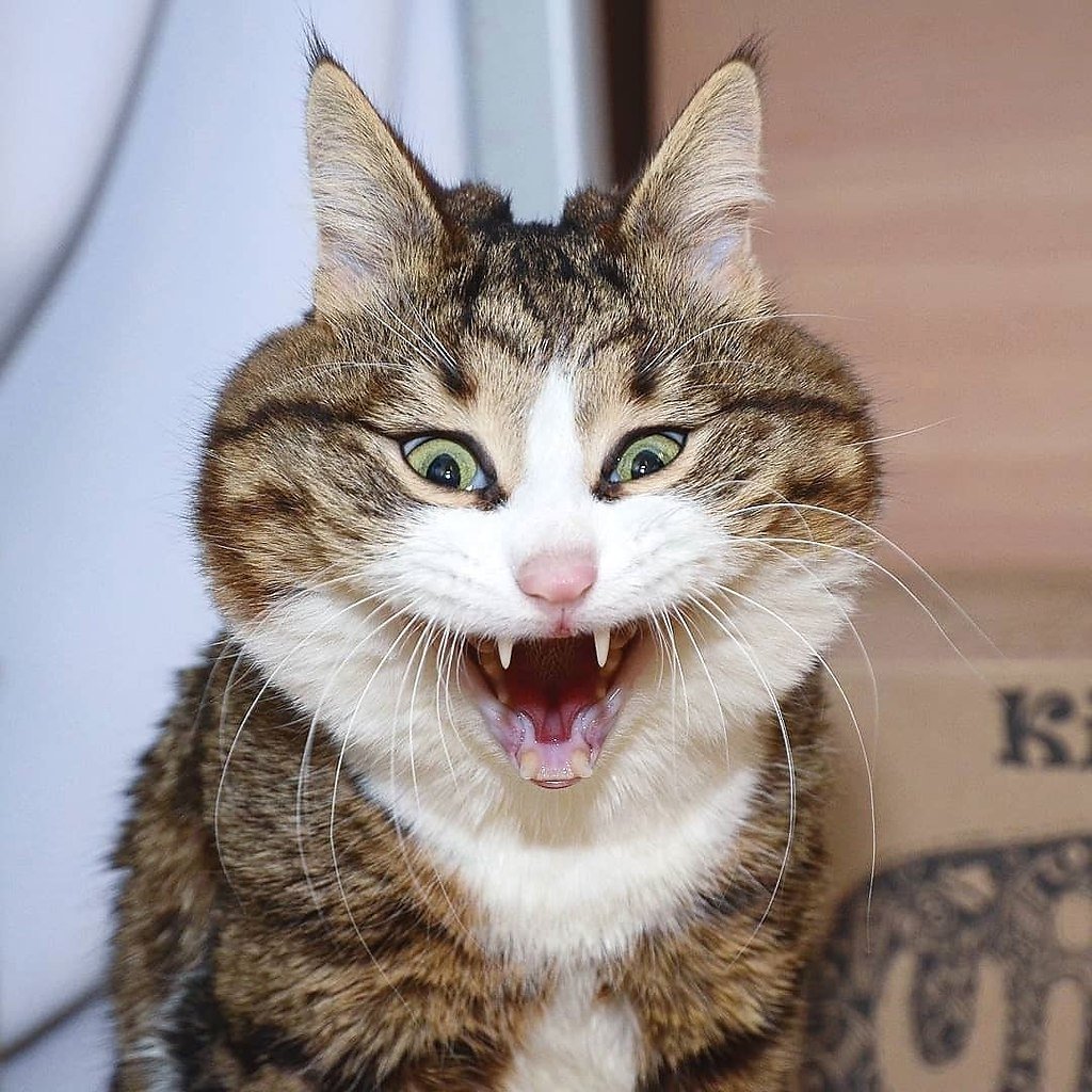 Орущие коты мемы