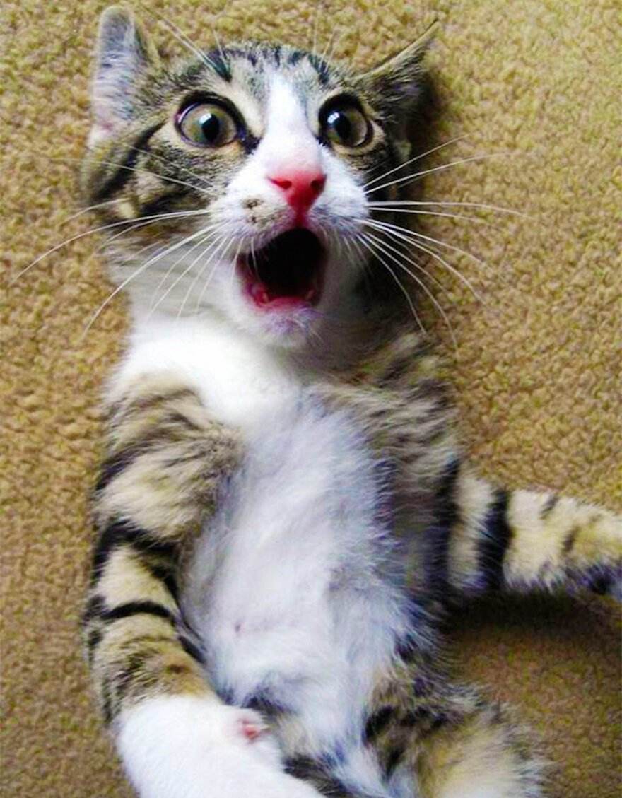 Смешной кот