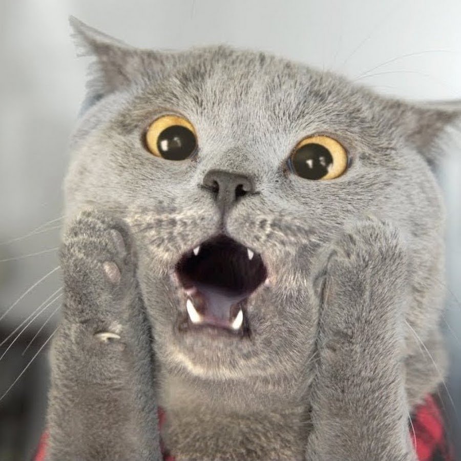 Напуганный котенок