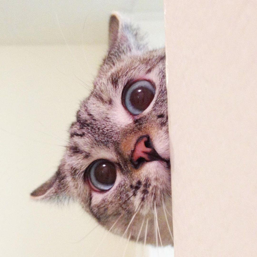 Радость кошки