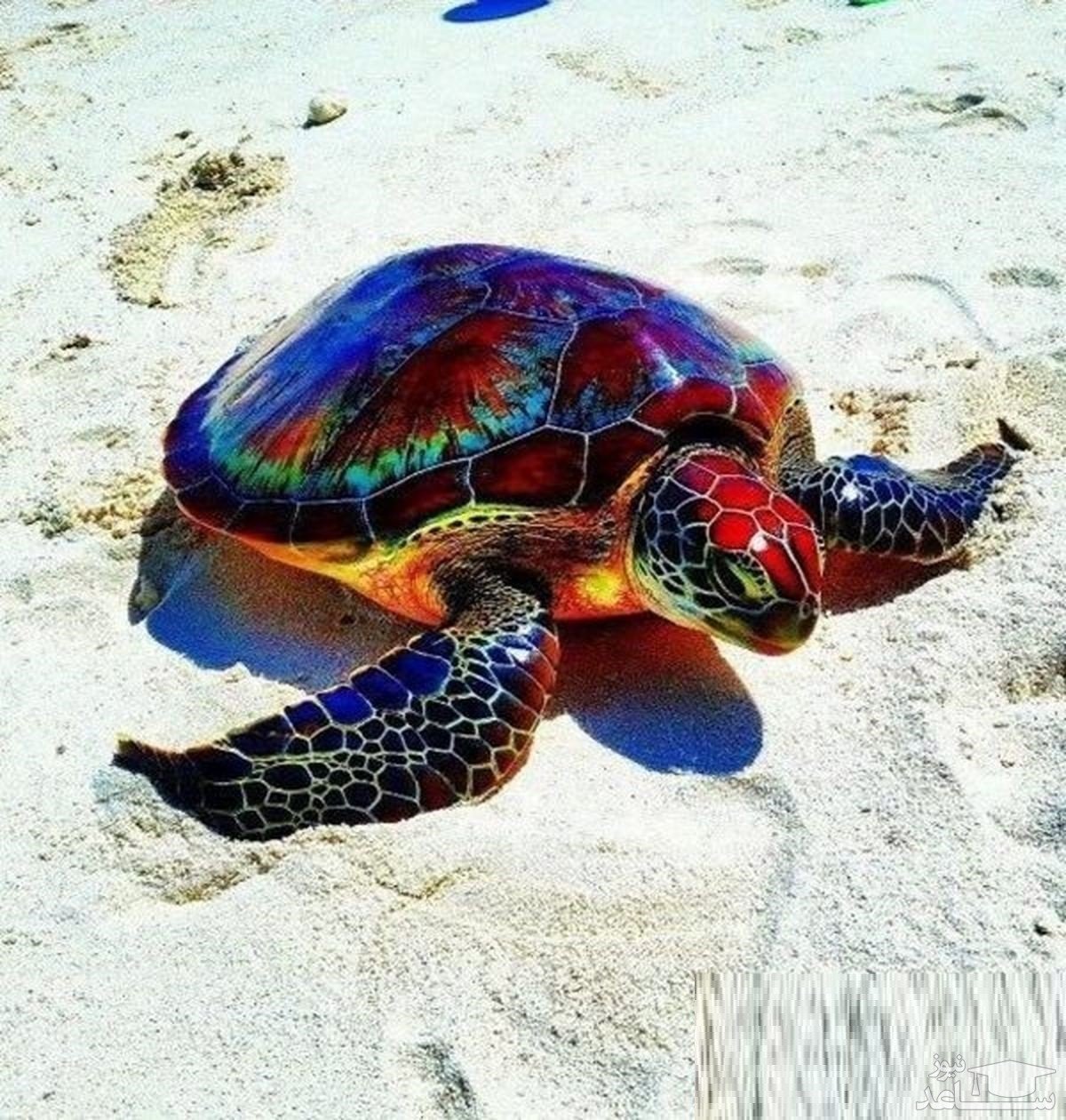 Какие черепахи относятся к морским. Мадагаскарская Лучистая черепаха. Какуан черепаха морская. Морская черепаха и Черепашата. Черепахи в субтропиках.