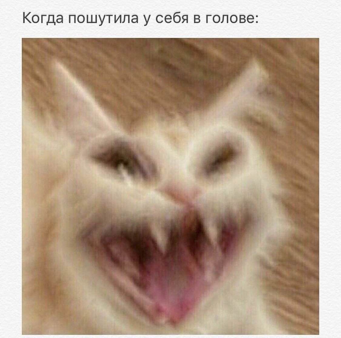 Кот прикол