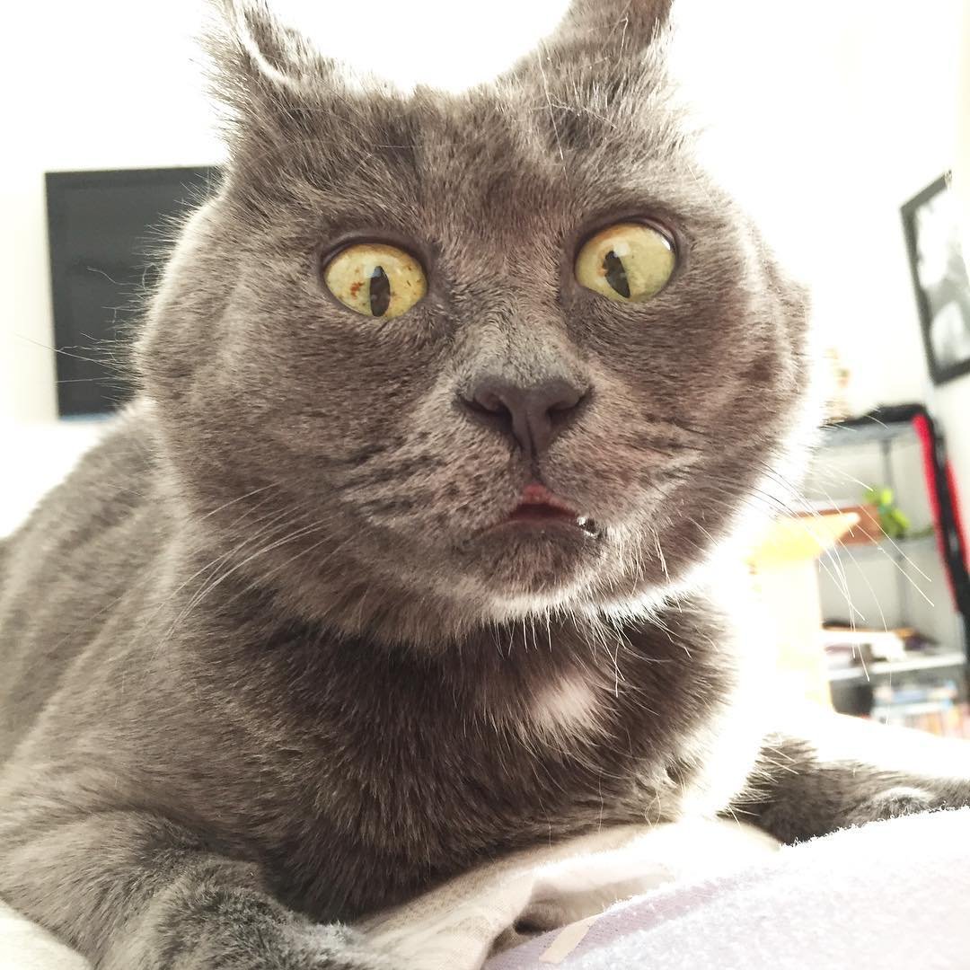Котик на белом фоне