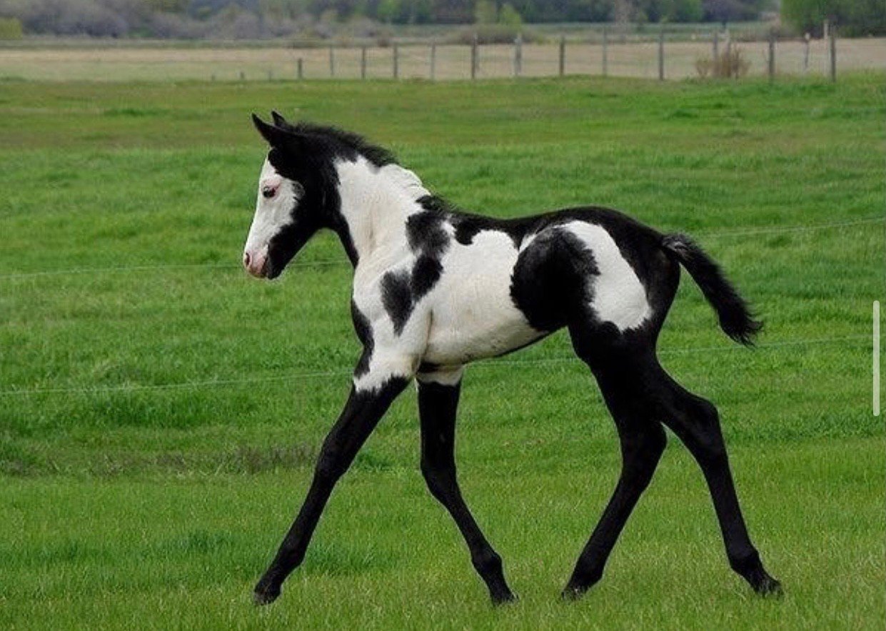 Черный цвет лошади. Сабино пегая масть. Лошадь породы Пинто. Пегая Фризская лошадь. Вороная пегая лошадь.