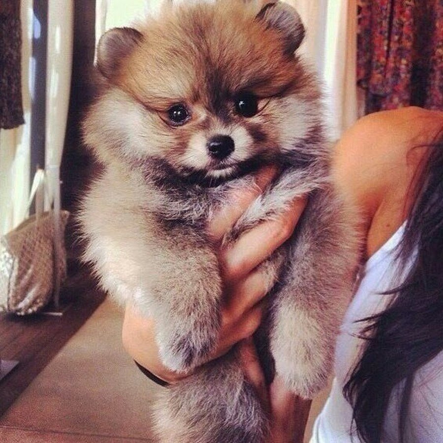 Померанский шпиц круглый