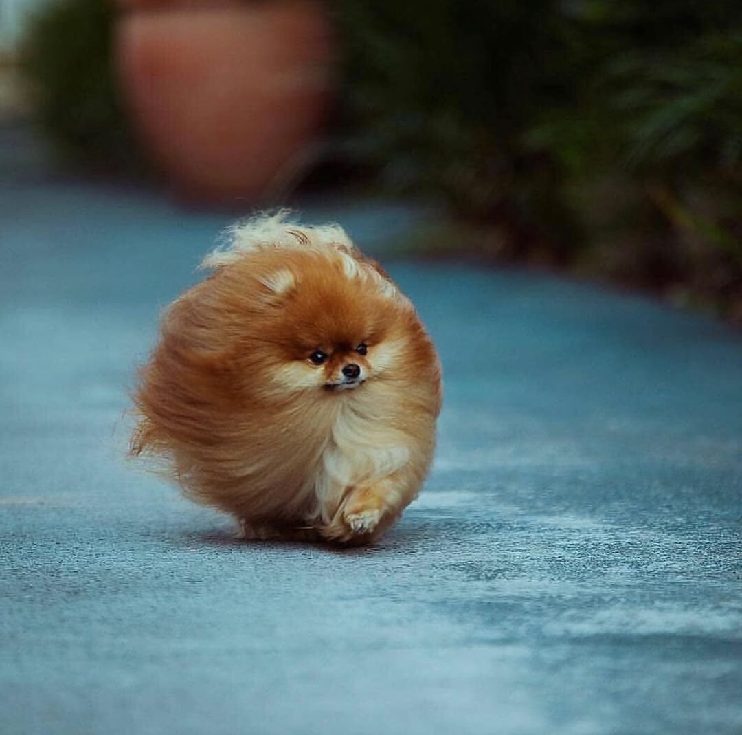 Померанский шпиц тефтелька