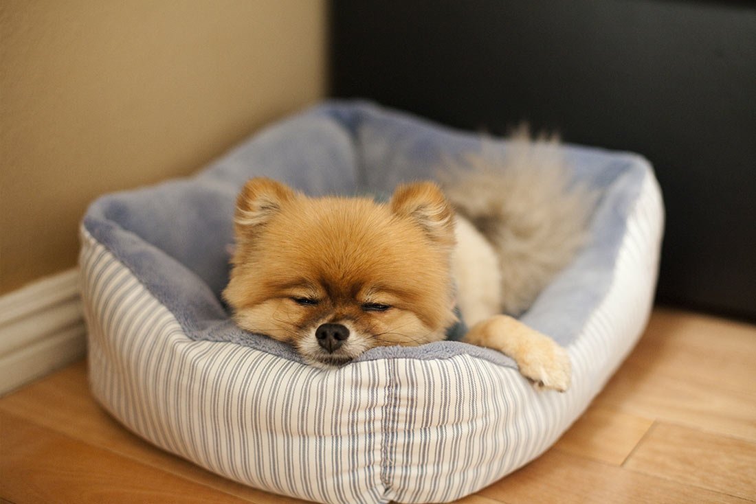 Померанский шпиц Джифф