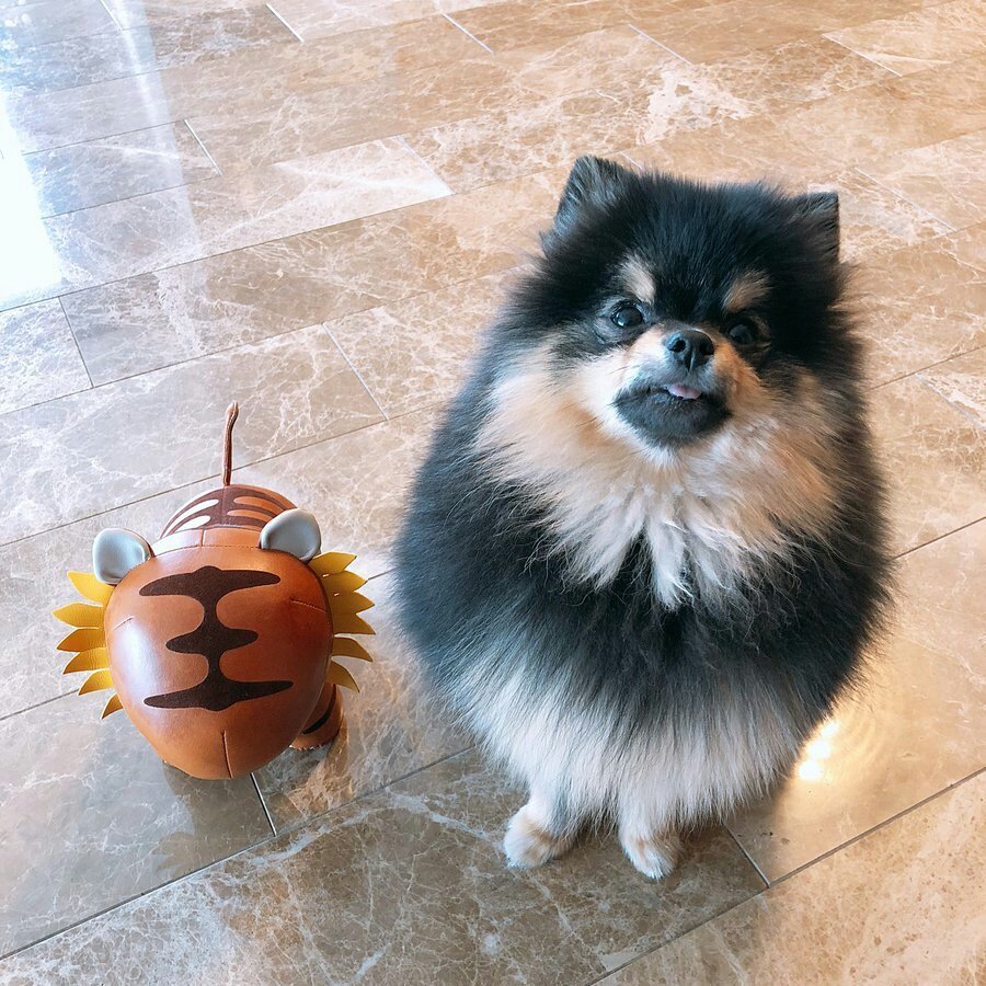 Милые собачки