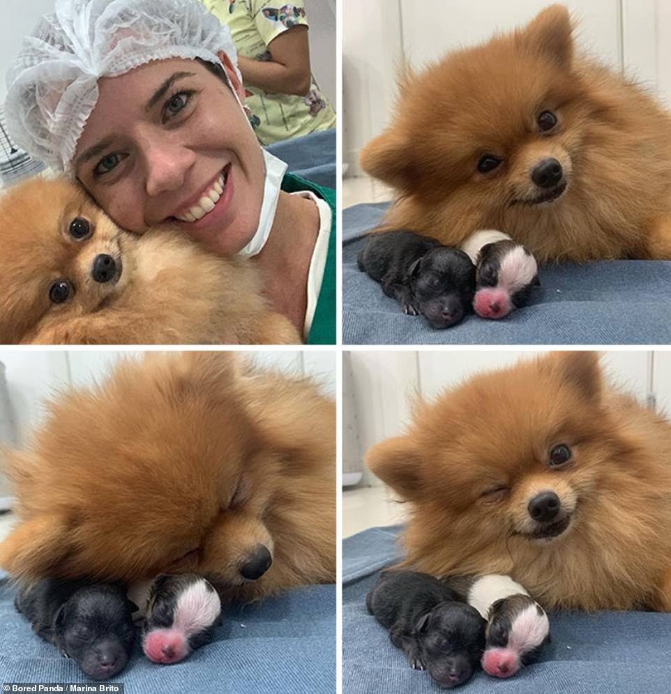 Щенки чау-чау