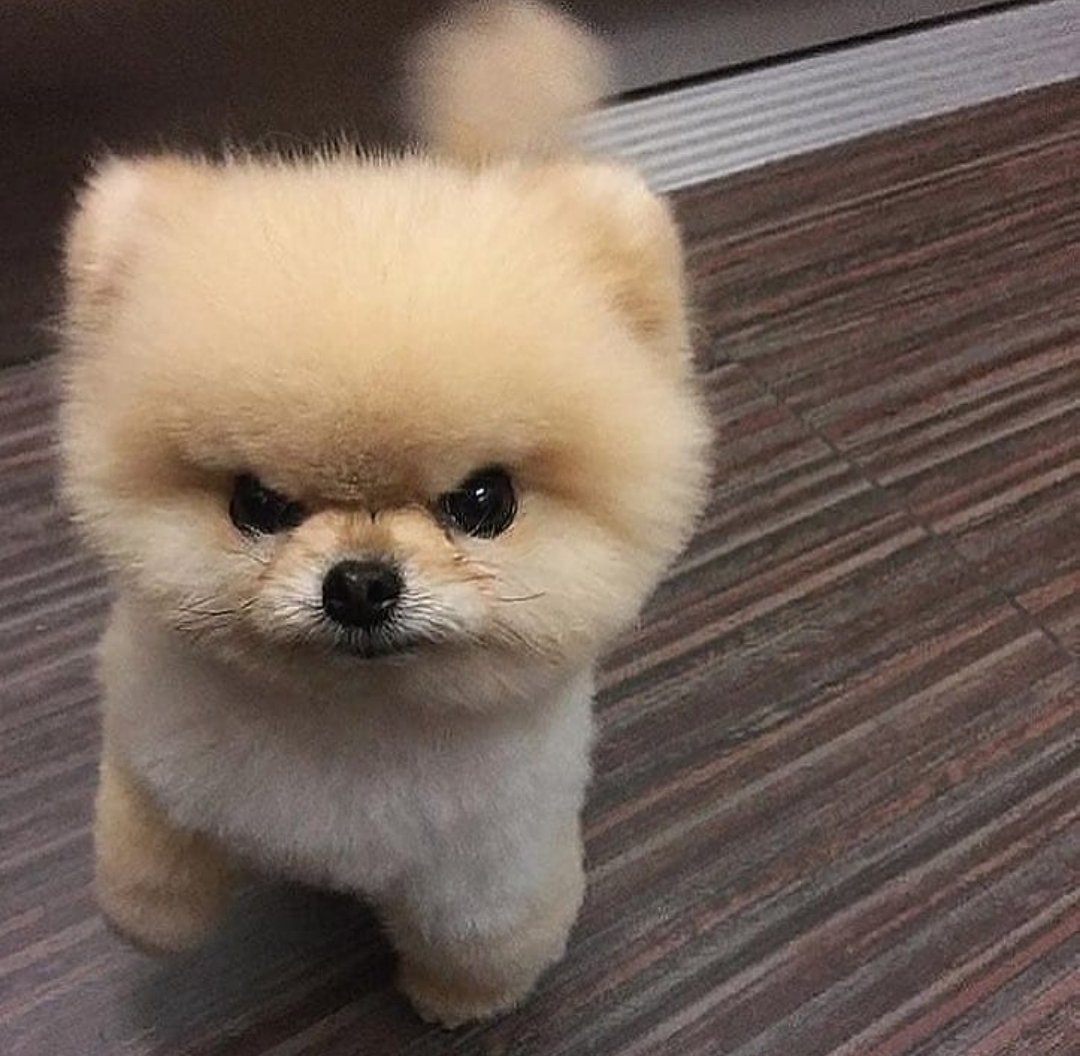 Померанский шпиц ёнтан