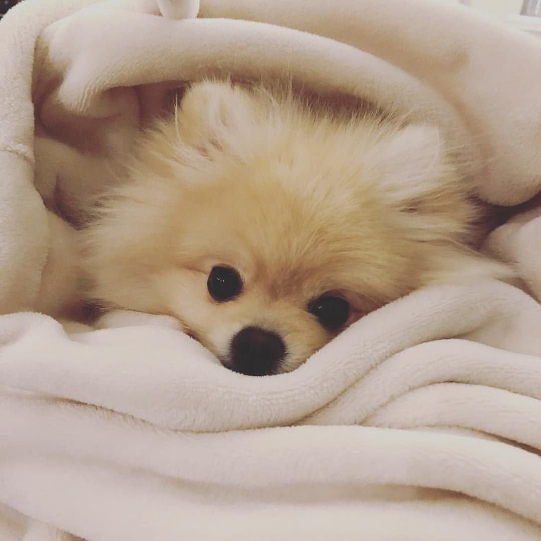 Австрийский шпиц