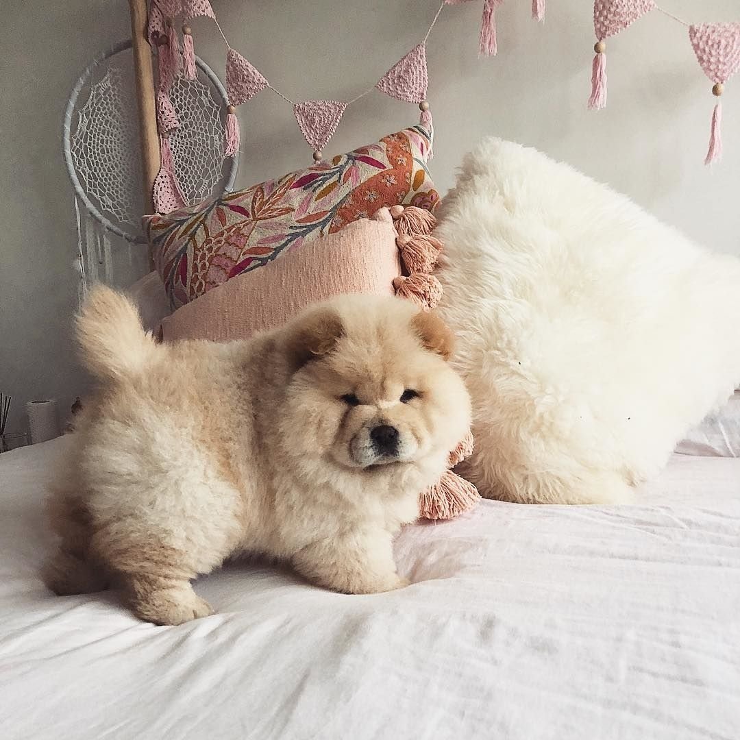 Карликовый шпиц флаффи