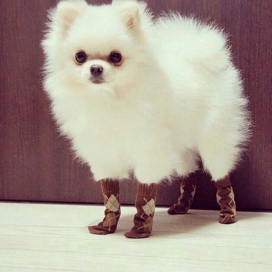 Шпиц в очках