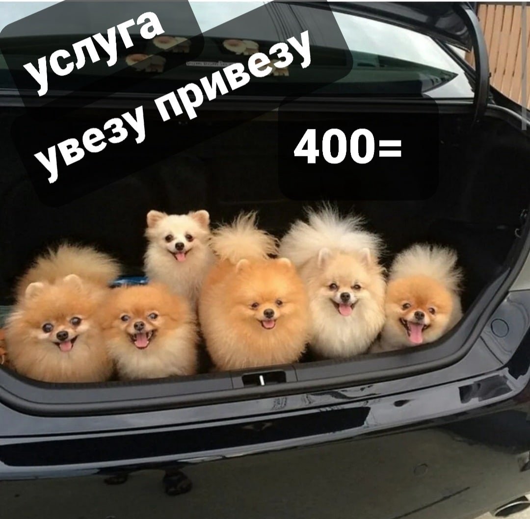 Щенки померанского шпица много