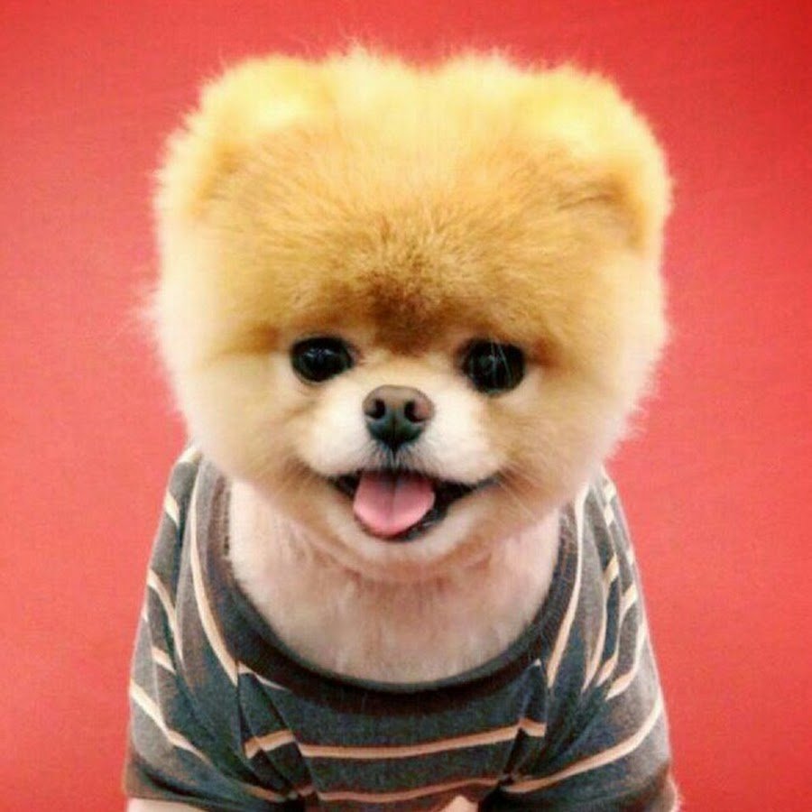 Померанский шпиц БОО большой