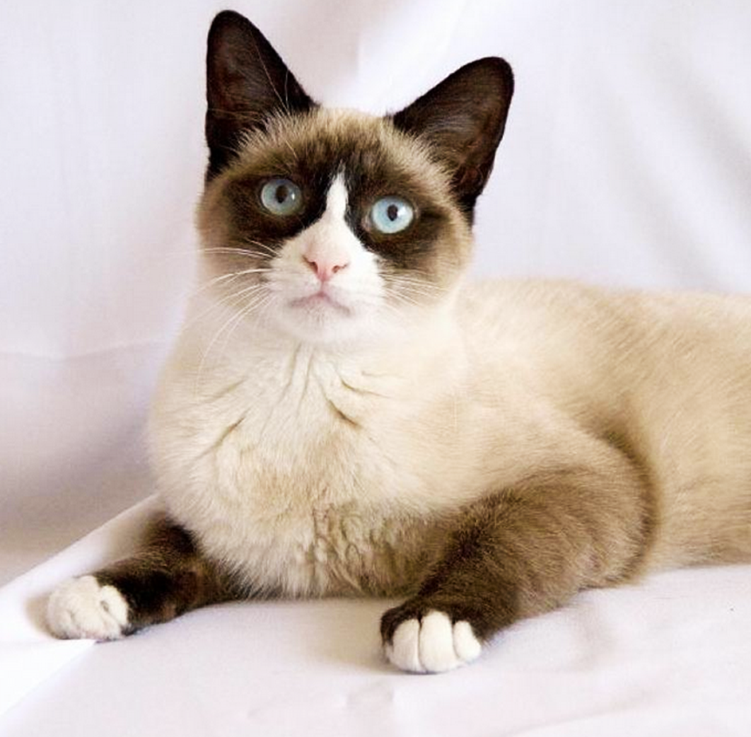 Сиамский Сноу-Шу