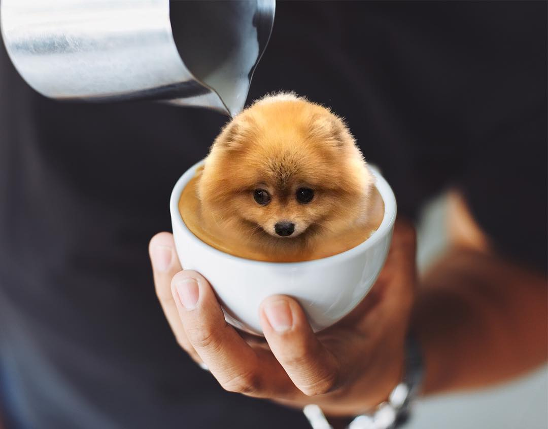 Шпиц померанский Сонный