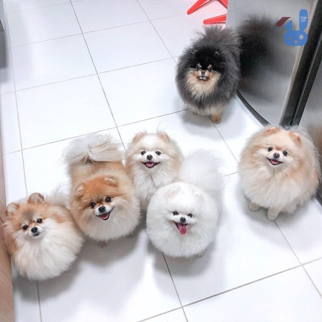 Тибетский самоед