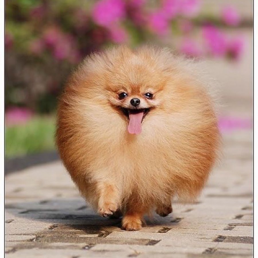 Померанский шпиц Пуппи