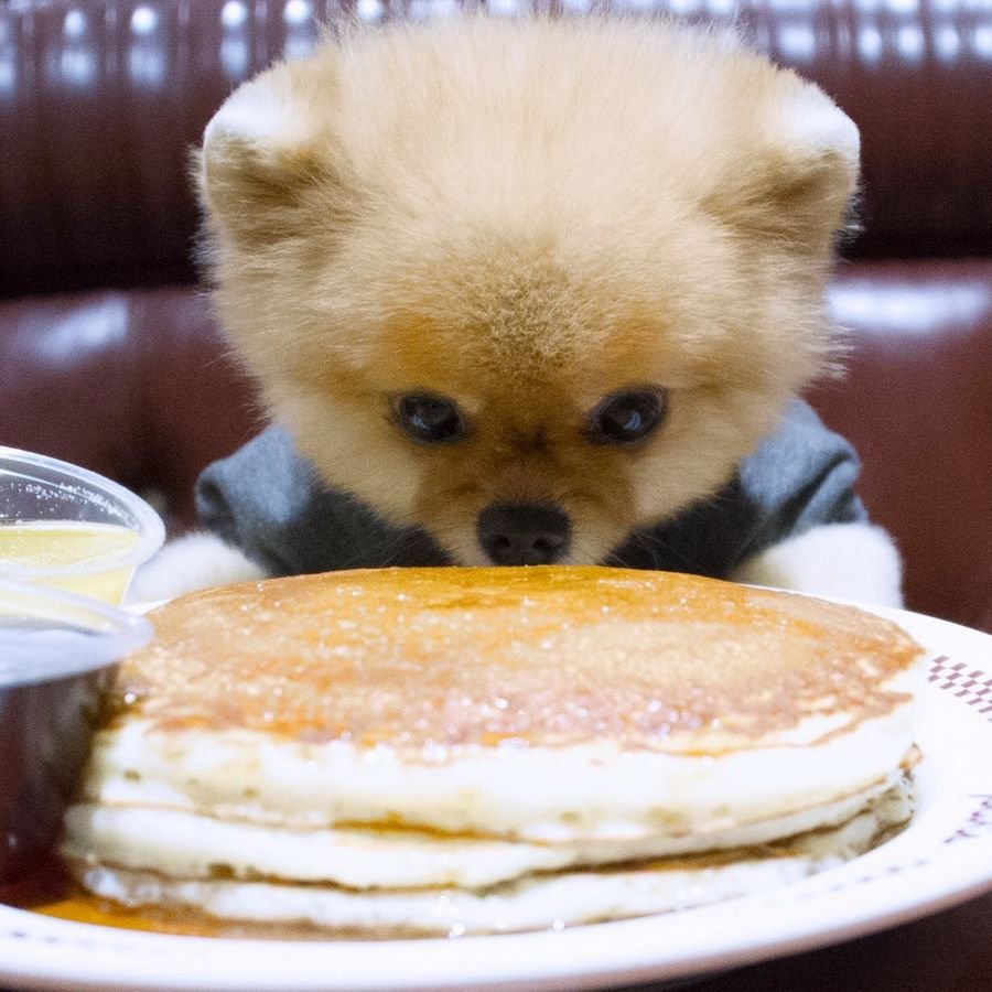 Померанский шпиц в Круш ке