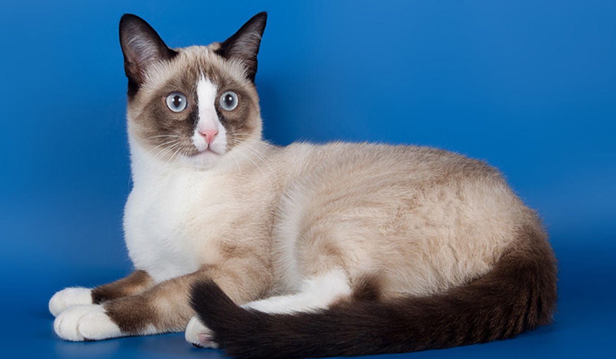 Сиамский кот Сноу Шу