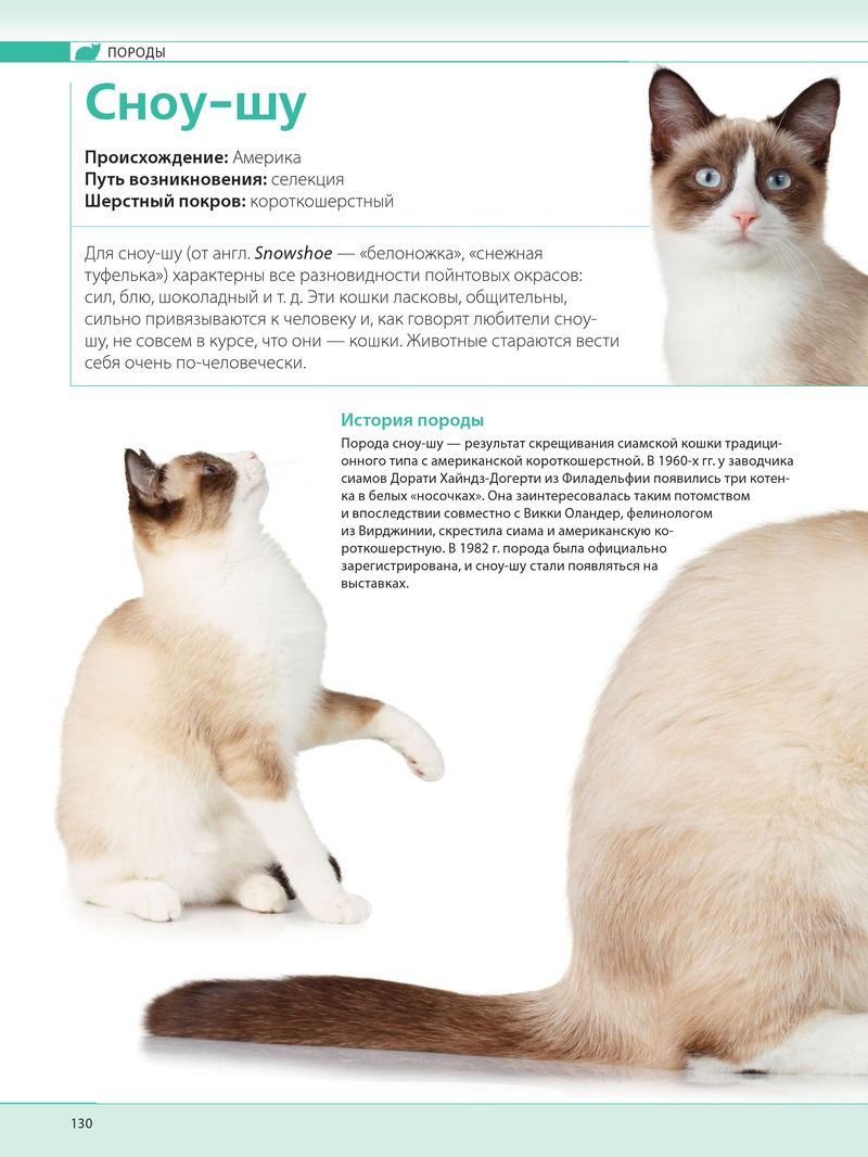 Порода Сноу-Шу описание